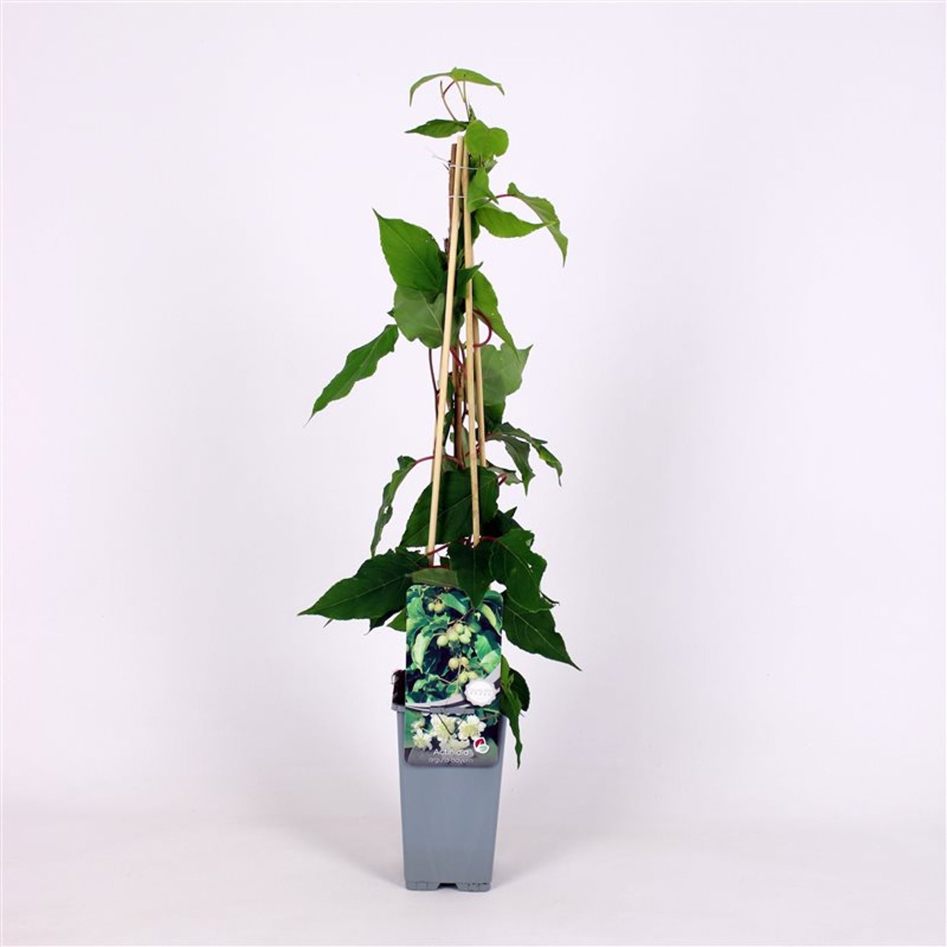 Actinidia a. 'Bayern' - C2 70/+ CM